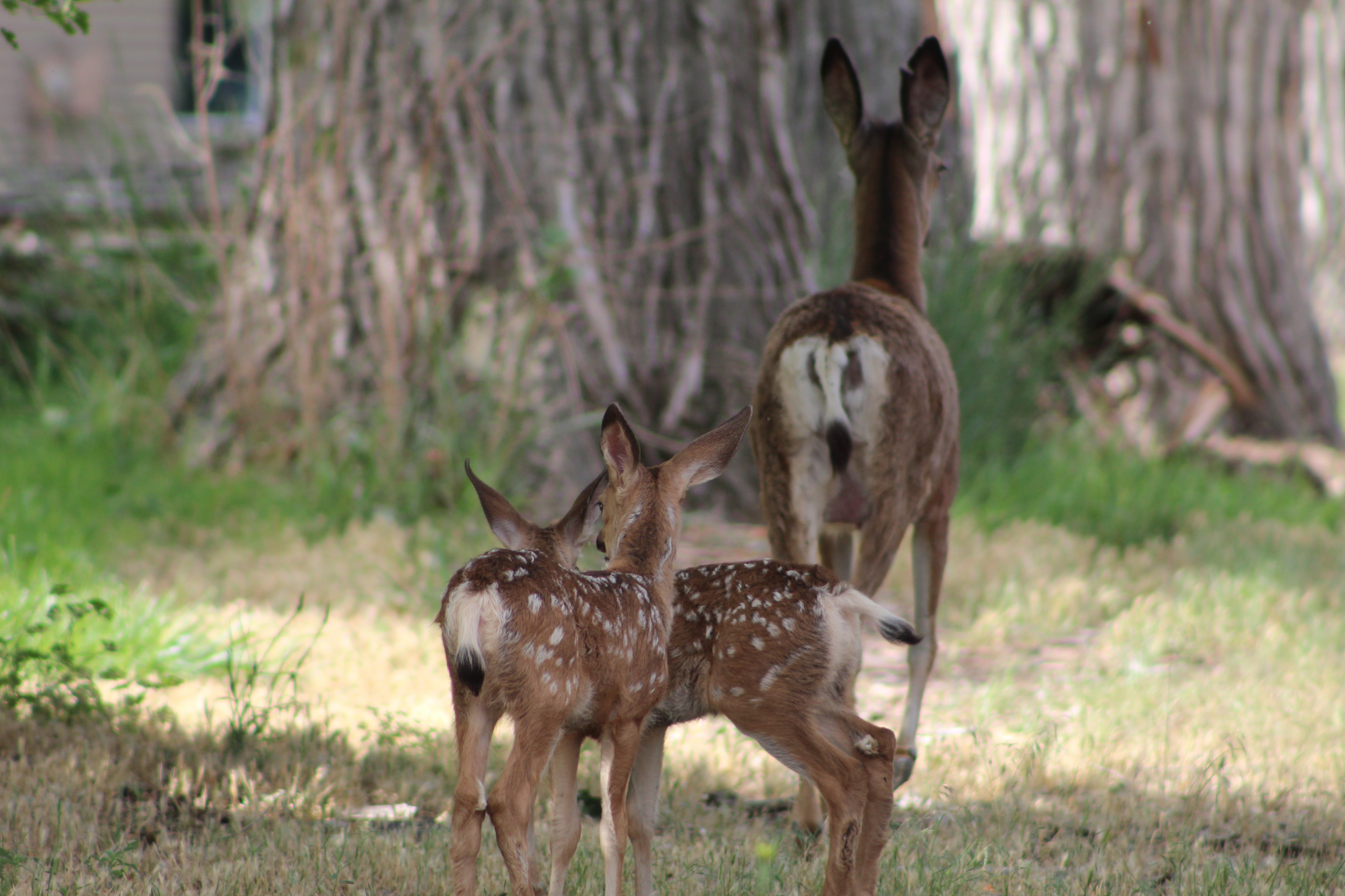 Twins, Deer Flat Wild Life Refuge, 6/24/20