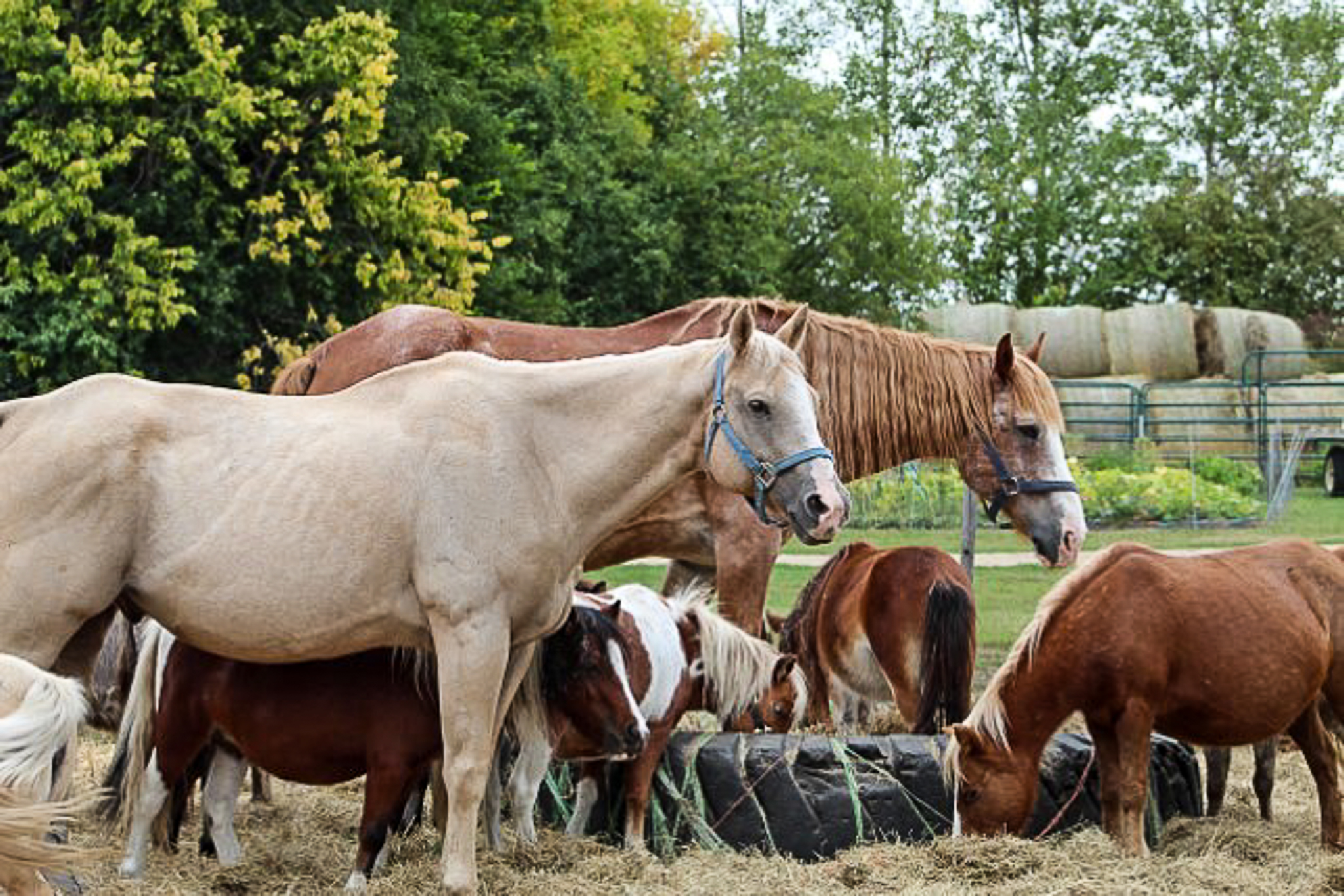 ND Horses