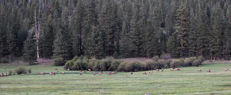 Spring Elk, Ken Swaim - 5/17/21