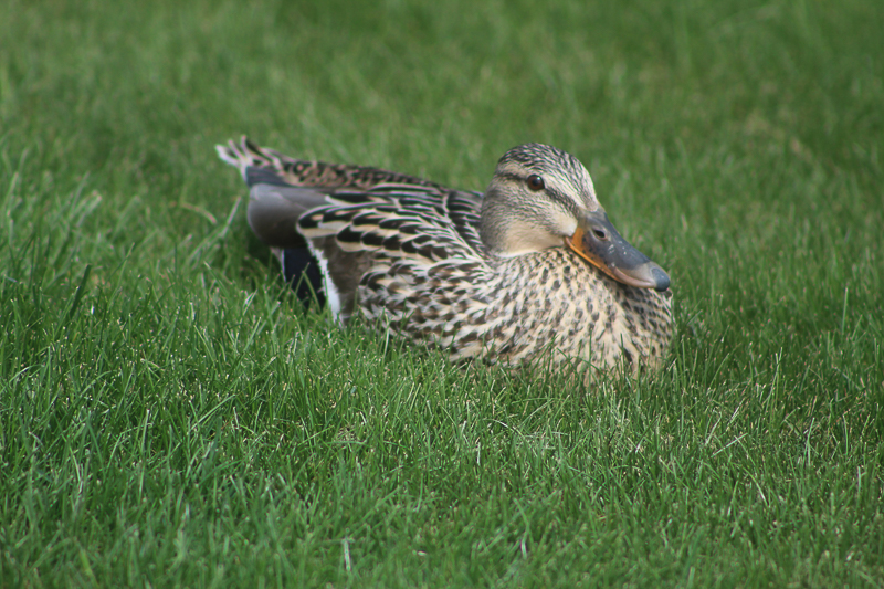 Spring Duck, Ken Swaim - 5/17/21