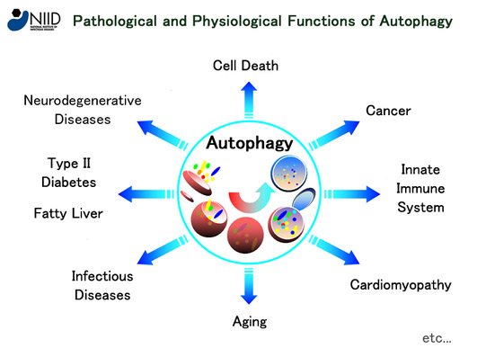 Autophagy chart