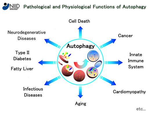 Understanding Autophagy: How Fasting Unleashes your Body's Cellular Renewal - The connection between fasting and autophagy