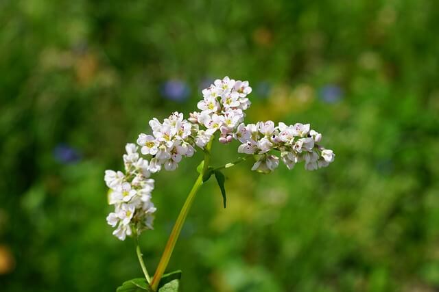 Buckwheat - Image by Hans from Pixabay