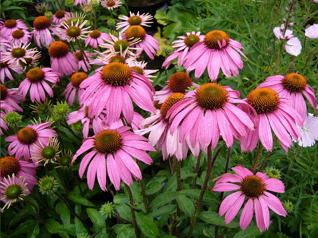 The Echinacea Flower - Image by Shirley Hirst from Pixabay