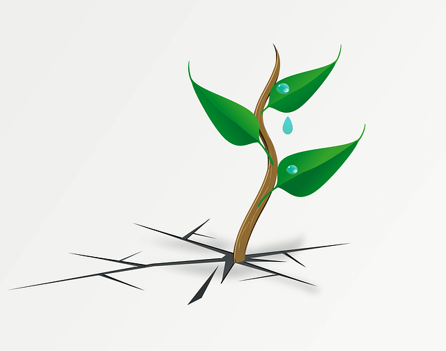 plant-148601_640