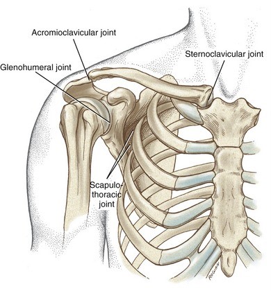 Physiotherapy in Calgary for Back Pain - Thoracic Anatomy