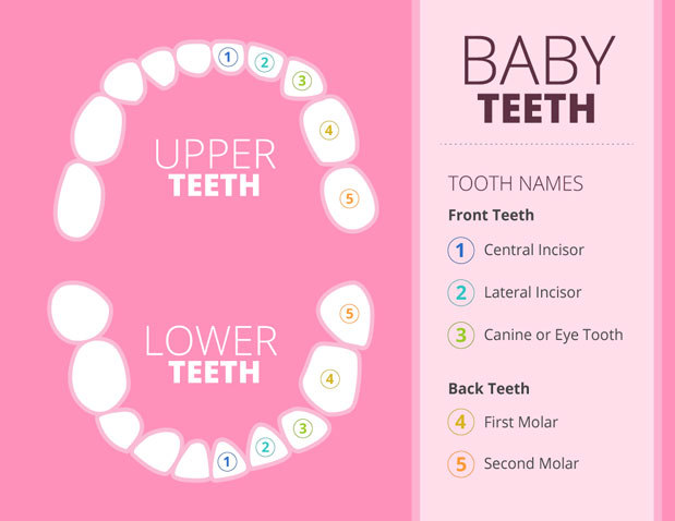 baby teeth chart