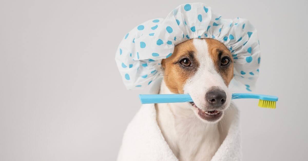 Dog holding toothbrush.