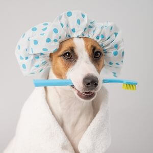Dog holding toothbrush.