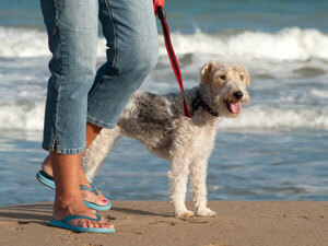 walking dog on beach