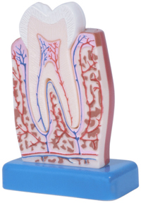 Model of the inside of a tooth