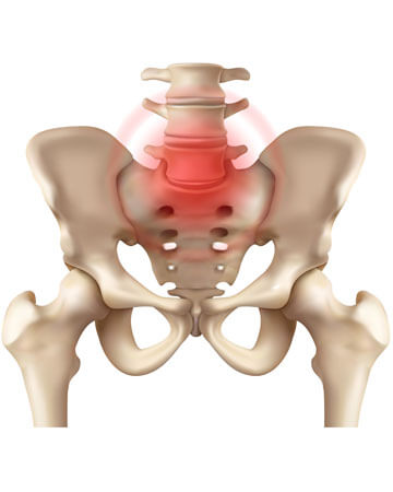 human pelvis and sacrum