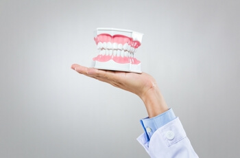 Dentist holding model teeth.
