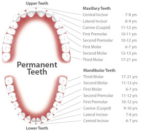 Permanent Teeth