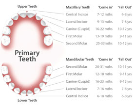 Primary teeth