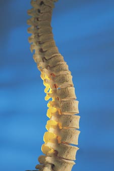 Spine model on blue background