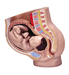 Baby in womb model