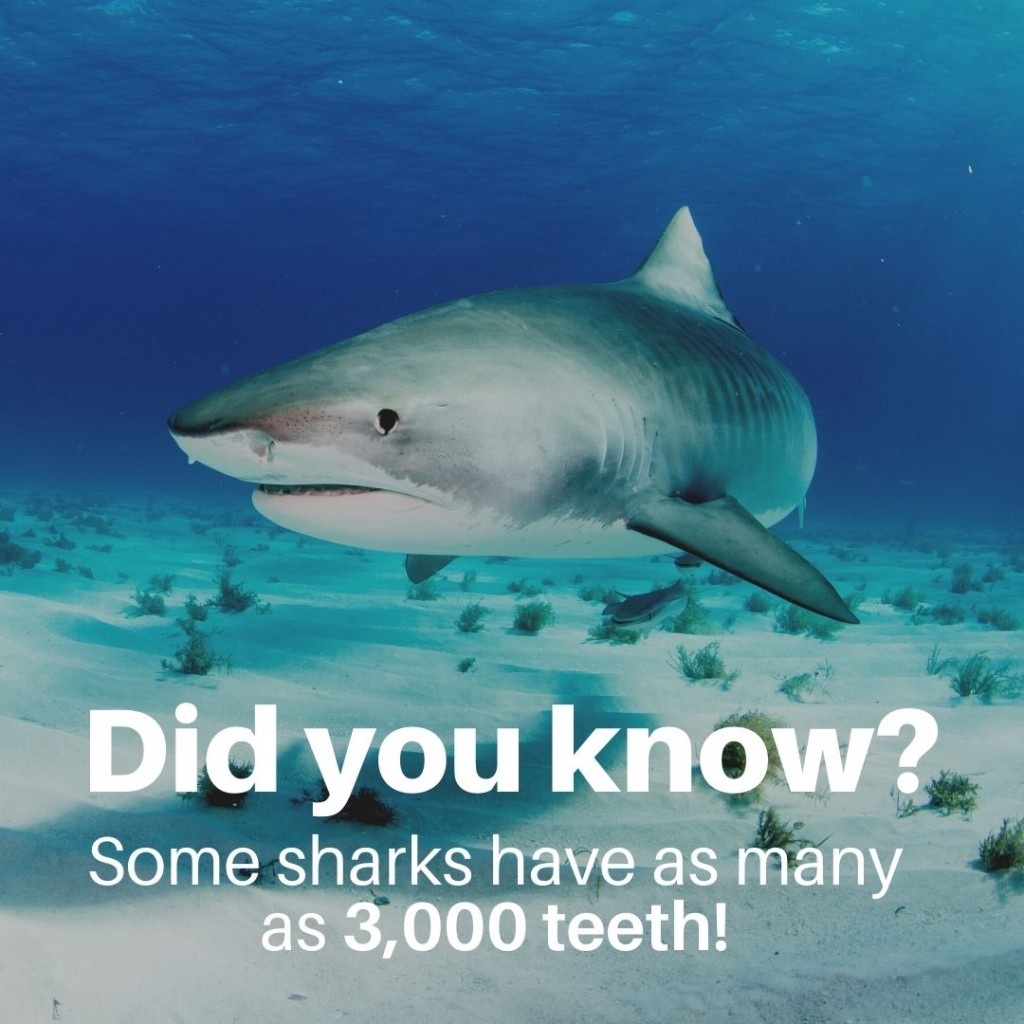 shark teeth