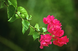 Aromatherapy flowers