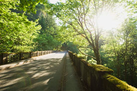 Bridge through woods