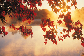 Fall colored leaves hanging over the water