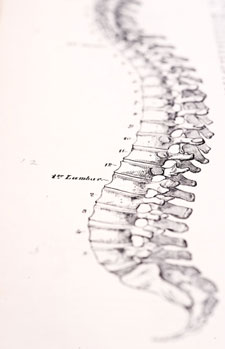 Drawing of a spine