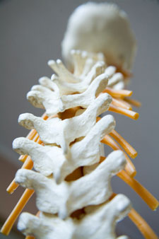 spine illustration 