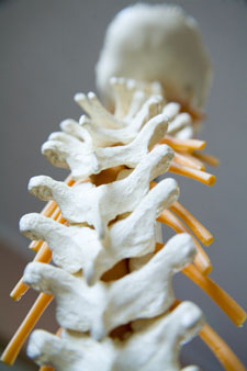 spine