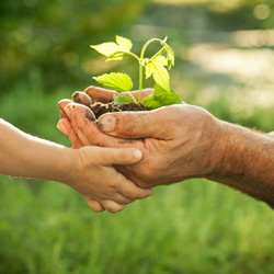 Hands holding a plant