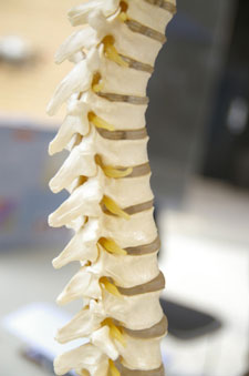 spinal column model