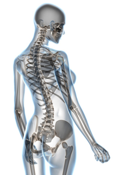 Are in how human body many the bones Human skeleton