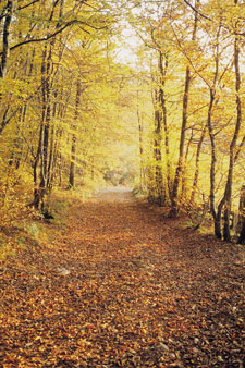 Pathway through trees in fall colors