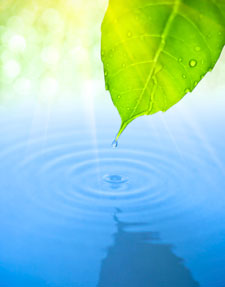 water drops and leaf