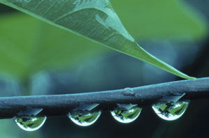 water on leaf