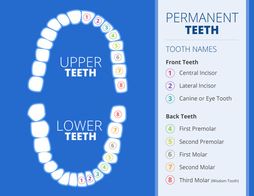 Chart showing positions of adult teeth