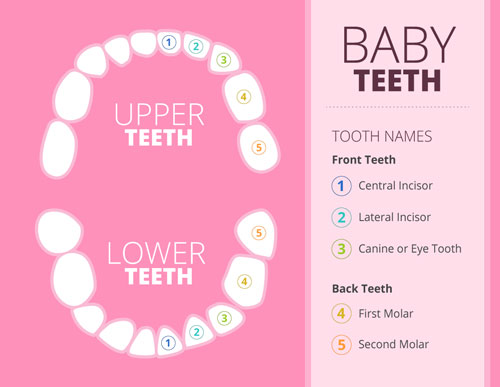 Chart of baby teeth positions