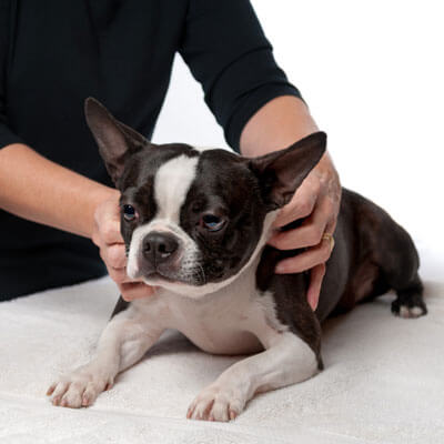 Dog having chiropractic adjustment