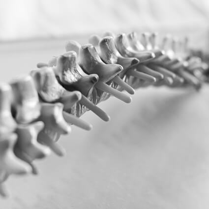 bright white spine on white background