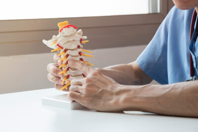 Holding spine model
