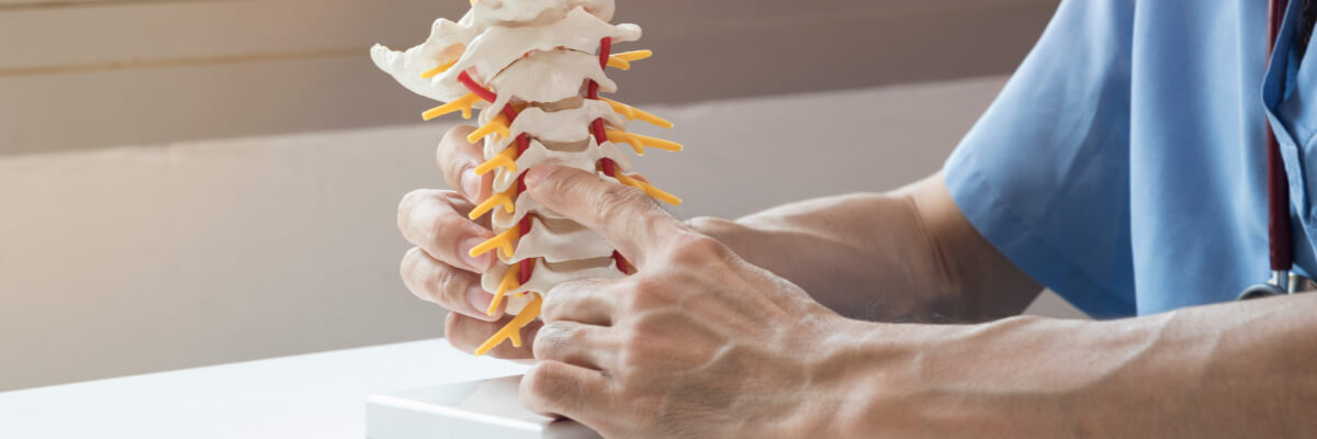 Holding spine model