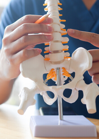 doctor pointing at spine model 