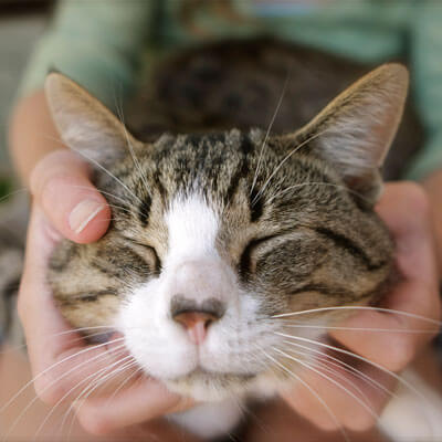 Cat getting adjustment