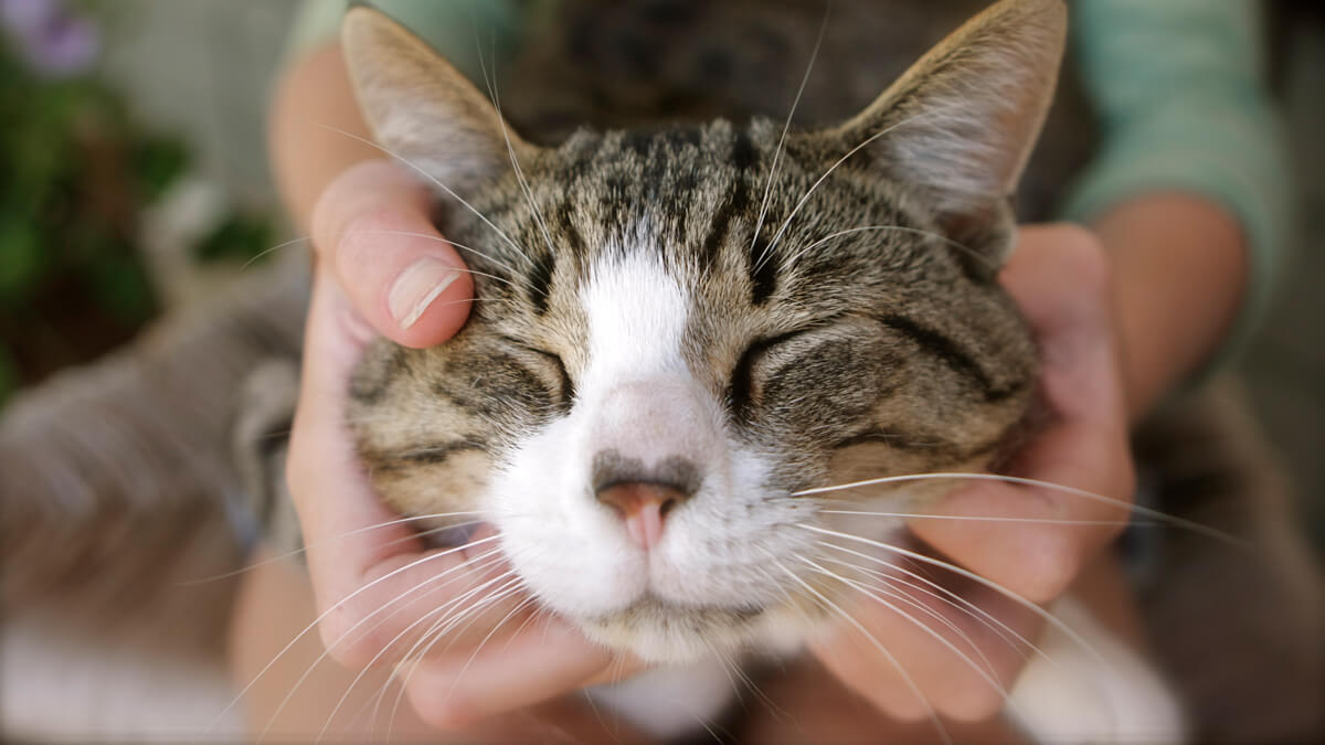 Cat getting adjustment