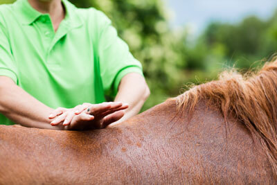 Horse receiving chiropractic adjustment