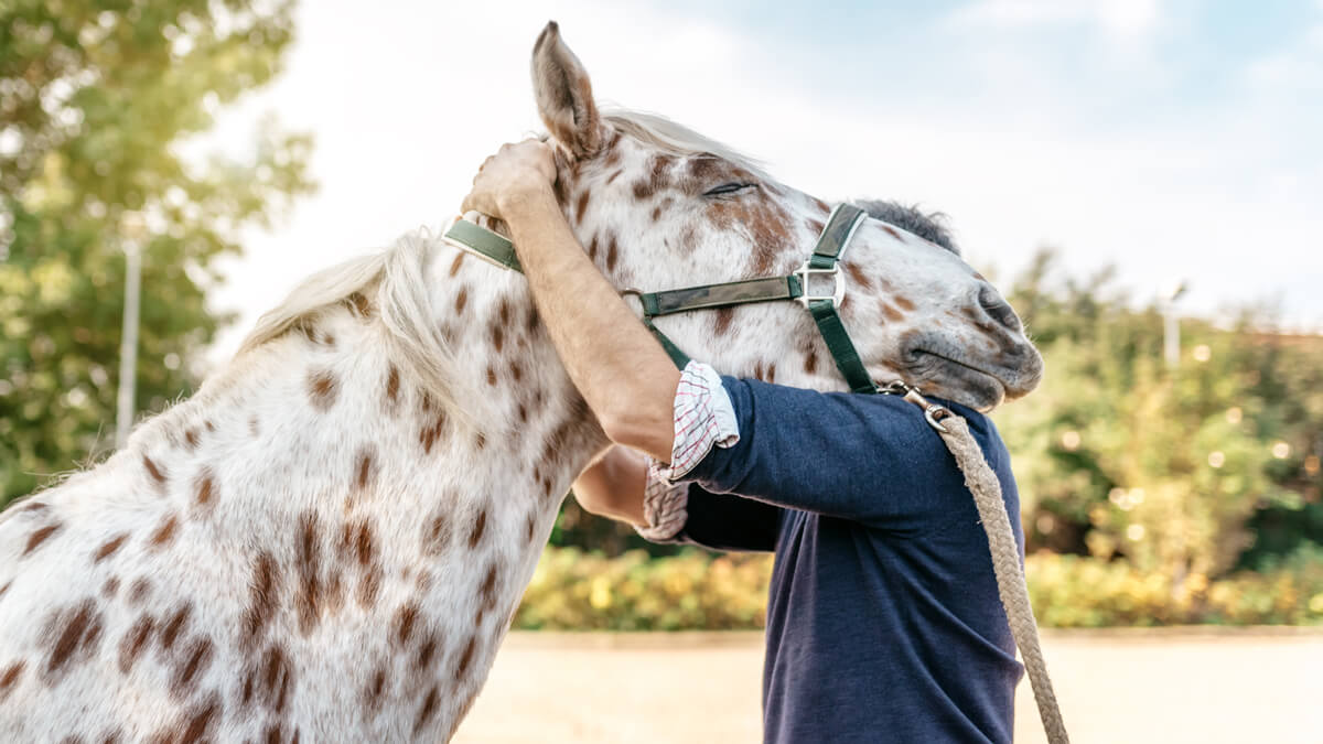 Horse with head on man's shoulder