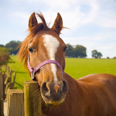 Horse looking