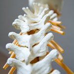 Model of spine