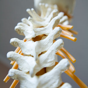 Close up of spine