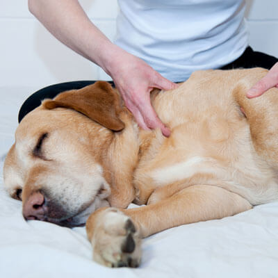 chiropractor adjusting dog