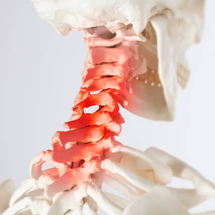 Neck spine diagram